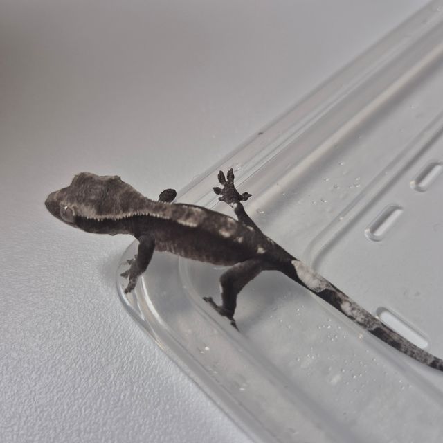 아잔틱