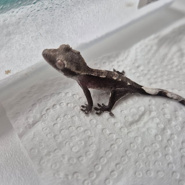 아잔틱