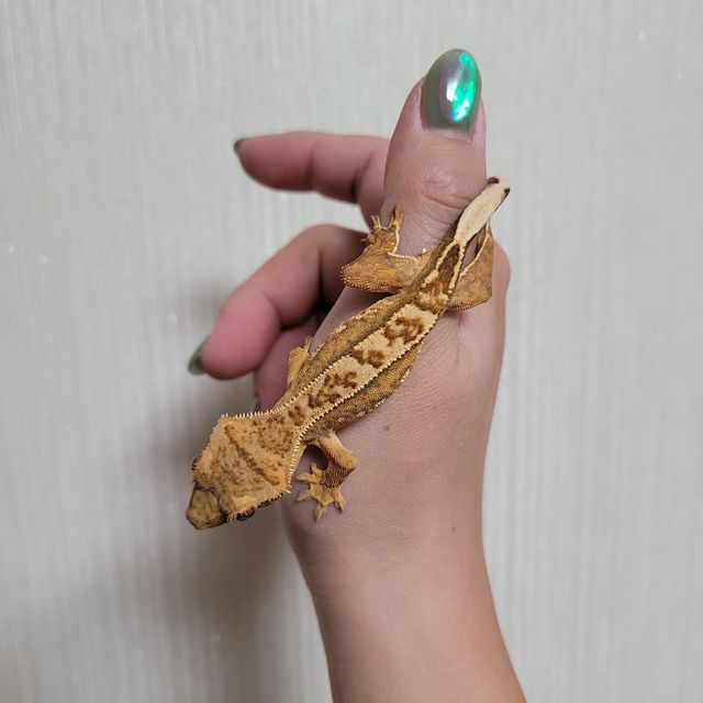 옐로우 크림시클
