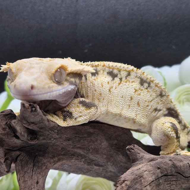 노멀 트라이 드리피 화이트스팟