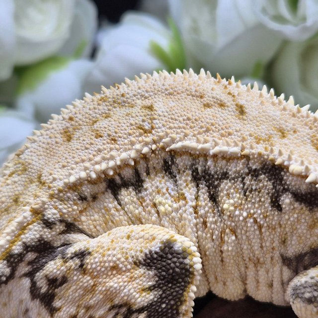 노멀 트라이 드리피 화이트스팟