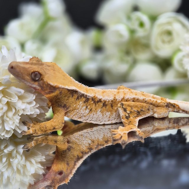 트라이 드리피 텐저린