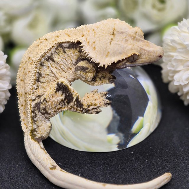 노멀 트라이 드리피 화이트스팟