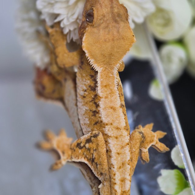 트라이 드리피 텐저린