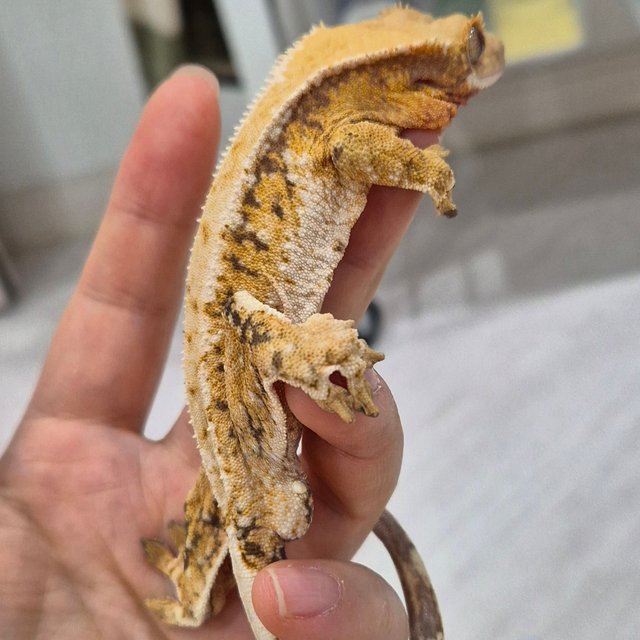 노멀 트라이 드리피 화이트핀 화이트크라운 텐저린