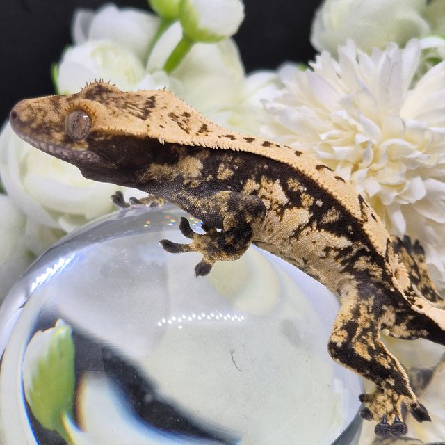 트라이 쿼드 화이트스팟 핀스트라이프