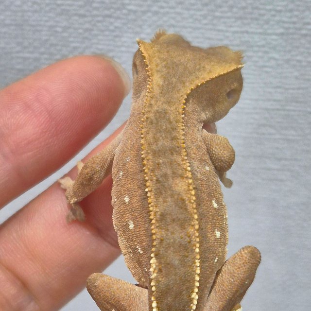 레드 바이 화이트포트홀