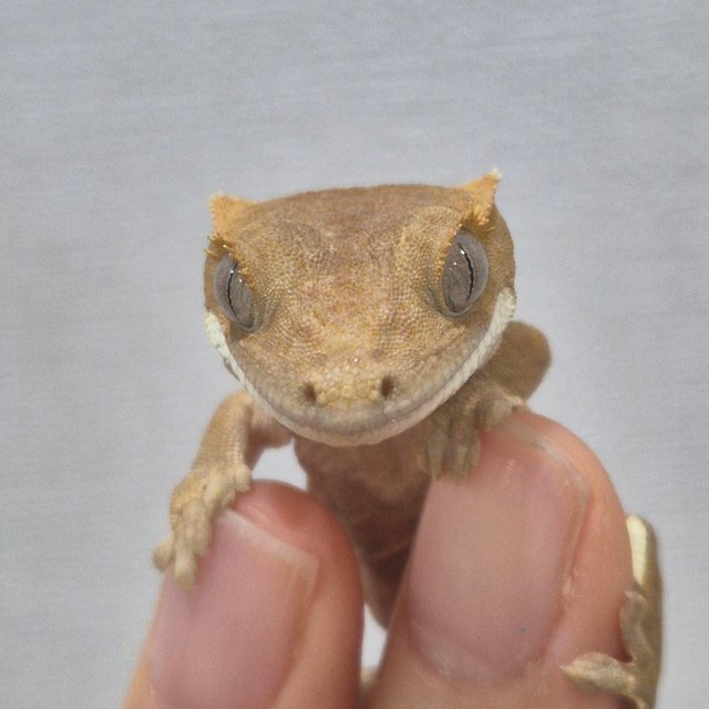 레드 바이 화이트포트홀