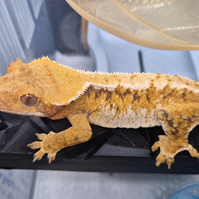 노멀 트라이 드리피 화이트핀 화이트크라운 텐저린