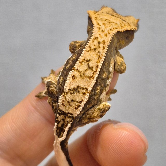 노멀 트라이 쿼드