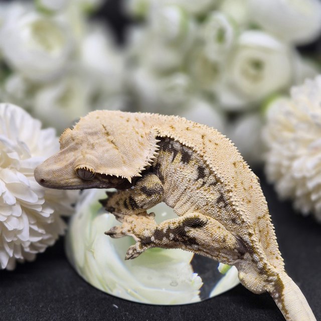 노멀 트라이 드리피 화이트스팟