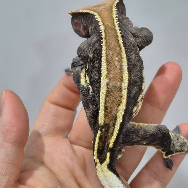 카푸치노 슈퍼스트라이프 화이트핀 화이트크라운