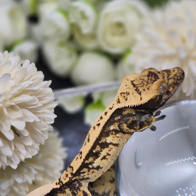 트라이 쿼드 화이트스팟 핀스트라이프