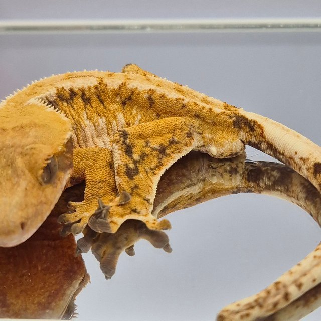 노멀 트라이 드리피 화이트핀 화이트크라운 텐저린