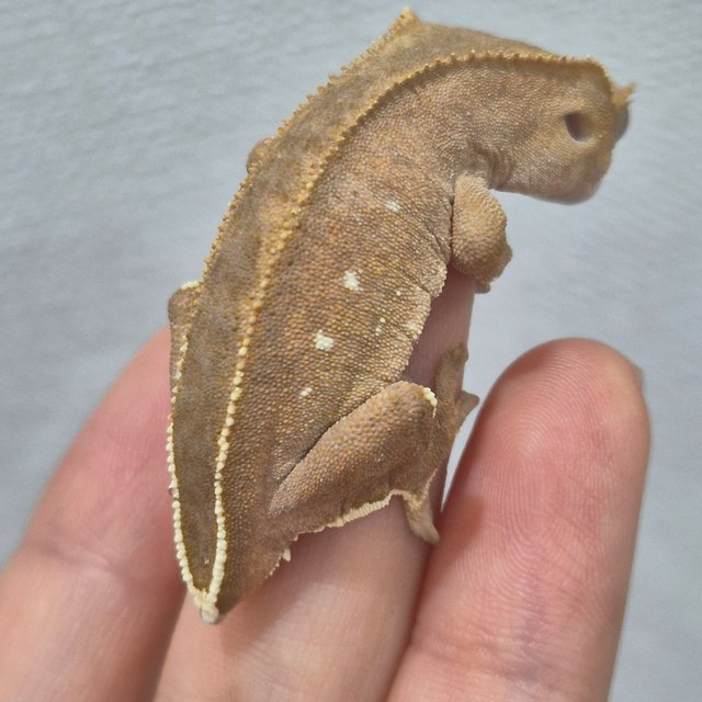 레드 바이 화이트포트홀