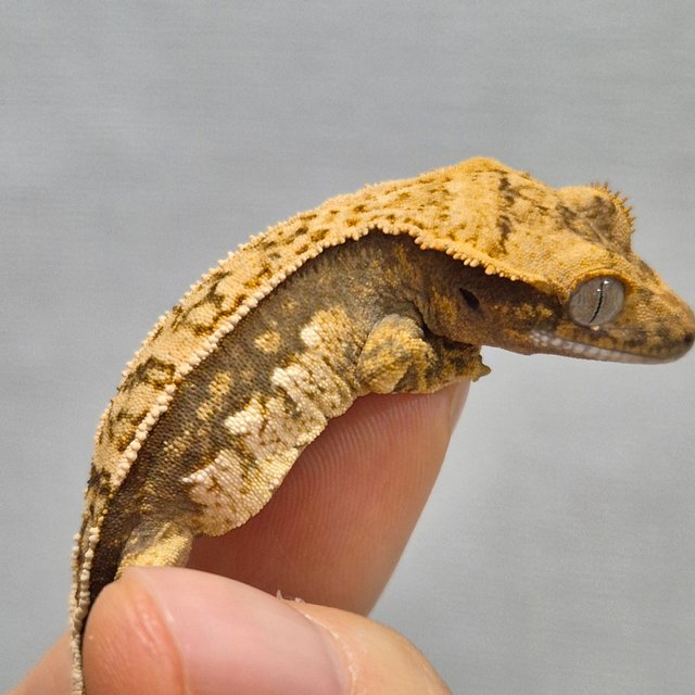 노멀 트라이 쿼드