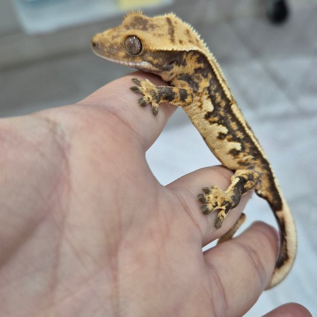 노멀 트라이 핀스트라이프 화이트핀 화이트크라운