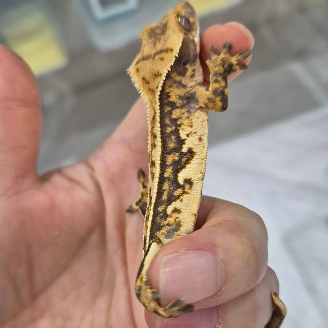 노멀 트라이 핀스트라이프 화이트핀 화이트크라운