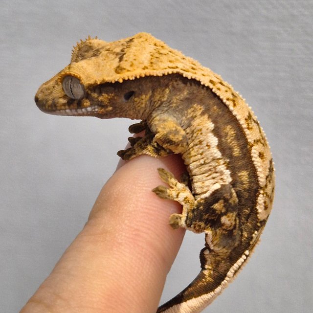 노멀 트라이 쿼드