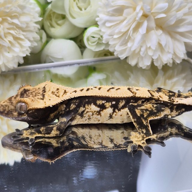 트라이 쿼드 화이트스팟 핀스트라이프