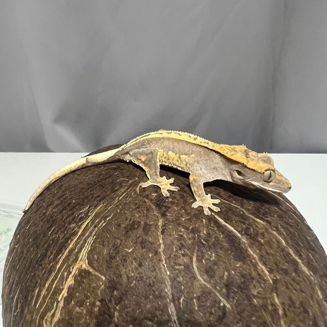 100%헷아잔틱
