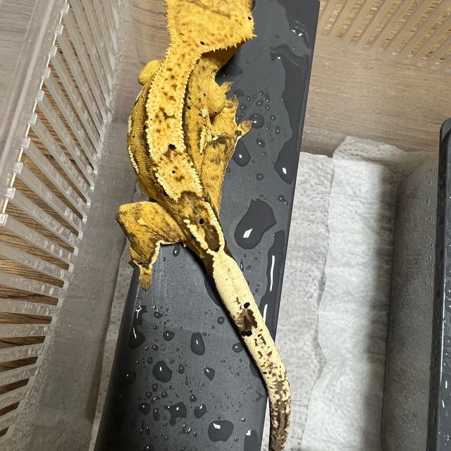 100%헷아잔틱