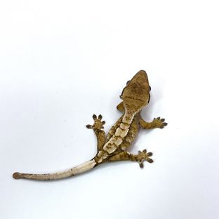 동배