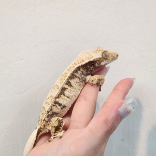 트라이