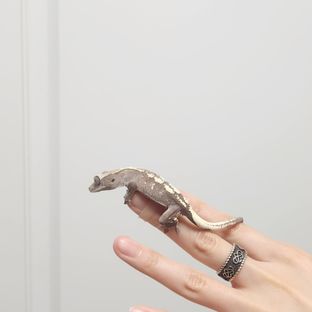세이블 아잔틱