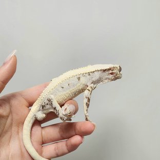 릴리화이트 솔리드백