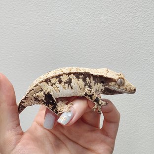 트라이