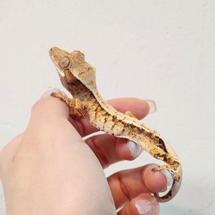 트라이