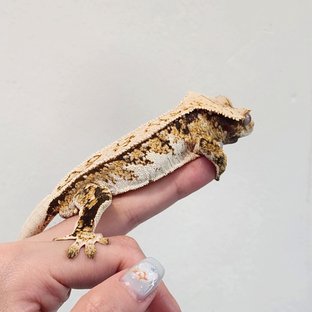 풀핀 트라이