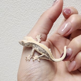 릴리화이트 솔리드백