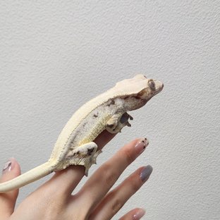 릴리화이트 솔리드백