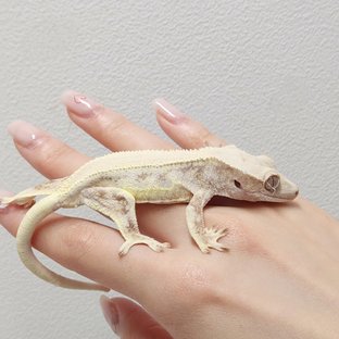 솔리드백 릴리화이트