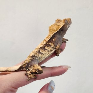 트라이
