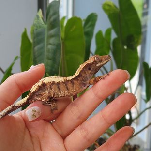 세이블