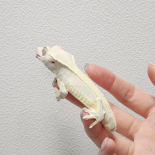 릴리화이트 솔리드백