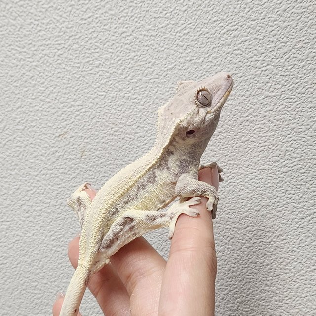 릴리화이트 솔리드백