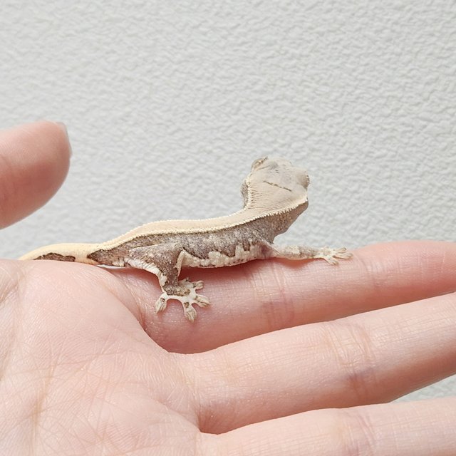 릴리화이트 솔리드백