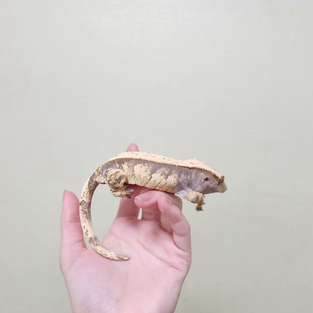 풀핀 트라이 익스트림할리퀸