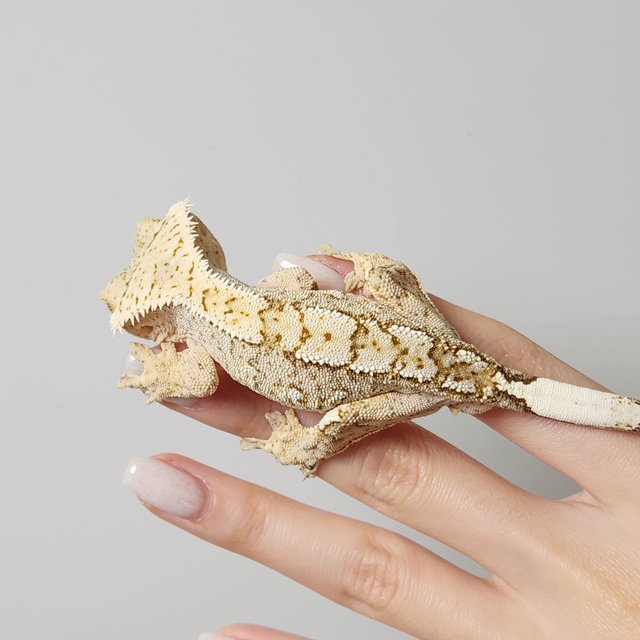 100%헷아잔틱 크림시클