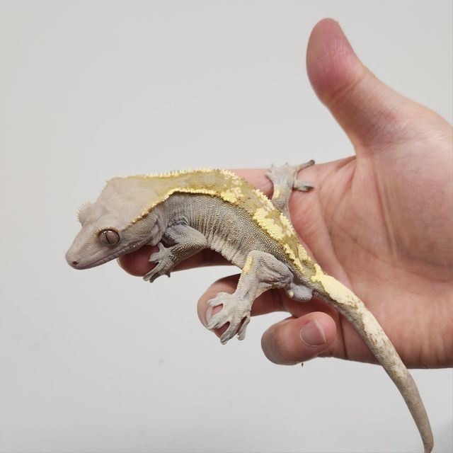 세이블 아잔틱