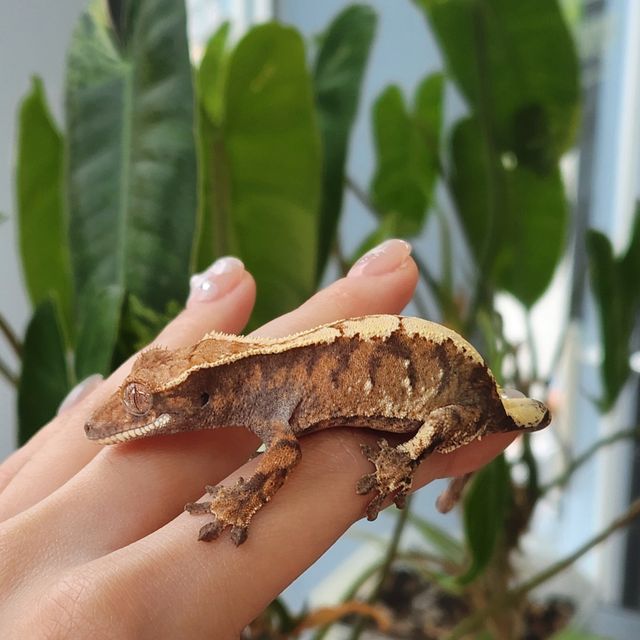 세이블