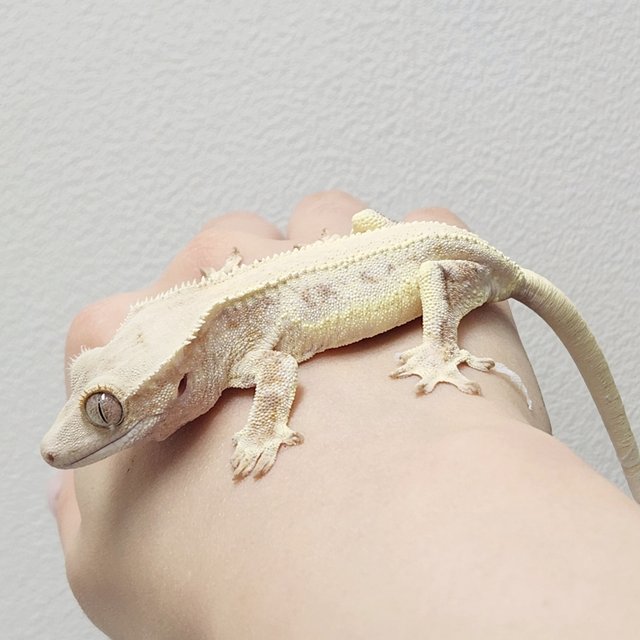 솔리드백 릴리화이트