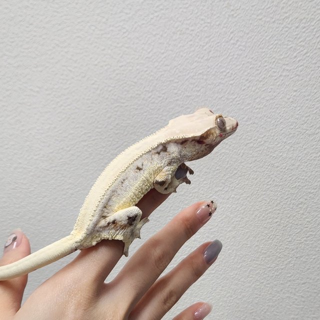 릴리화이트 솔리드백