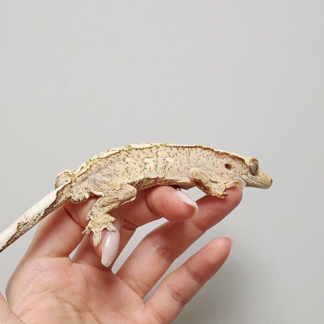 100%헷아잔틱 크림시클