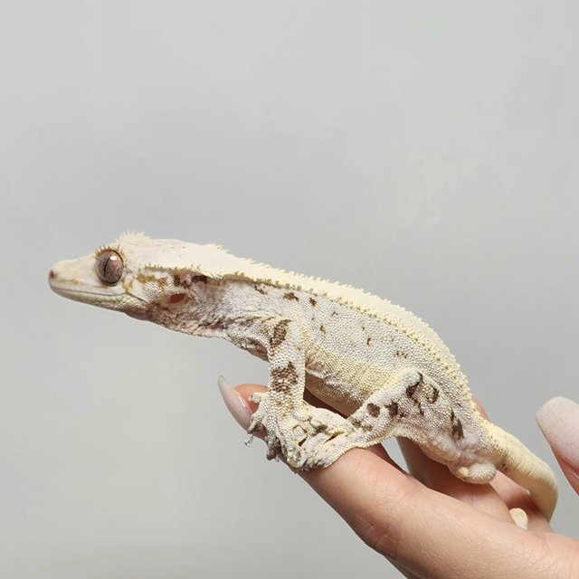 릴리화이트 솔리드백