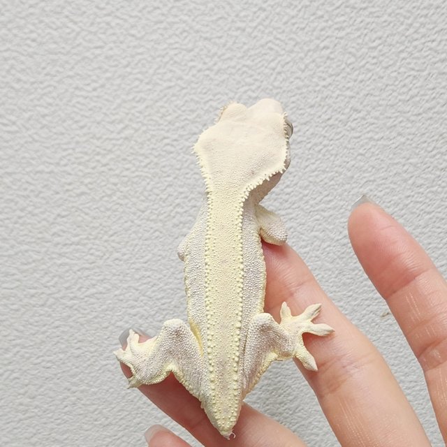 릴리화이트 솔리드백